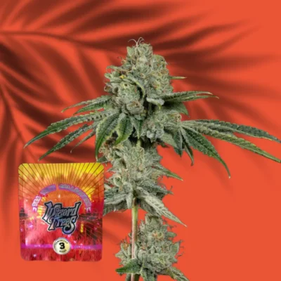 Wizard Trees OG Hour – 3 Stück