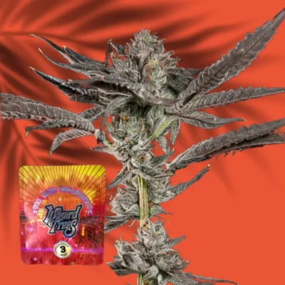 Wizard Trees Propa Candy 3er Packung