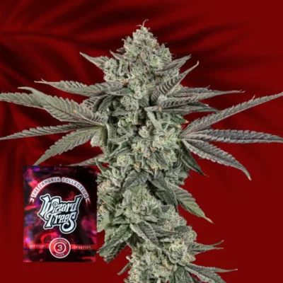 Wizard Trees Ropegria – 3 Stück