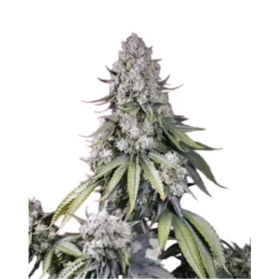 Zkittlez x Dosidos Cannabis Samen Feminisiert