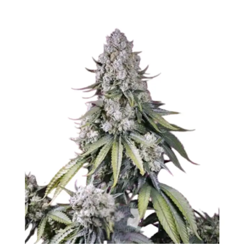 Zkittlez x Dosidos 800