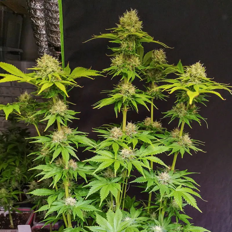 super mad sky floater 03