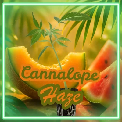 Cannalope Haze (63) – 6 Stück