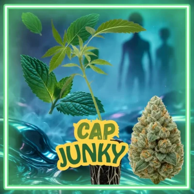 Cap Junky – 6 Stück