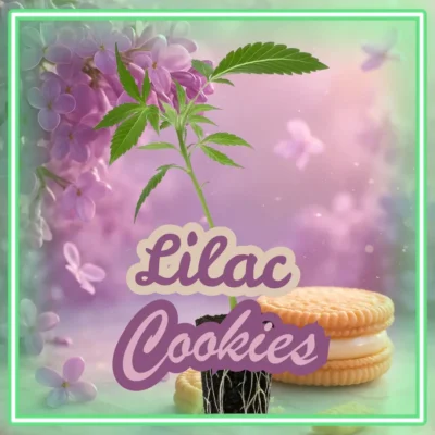 Lilac Cookies
