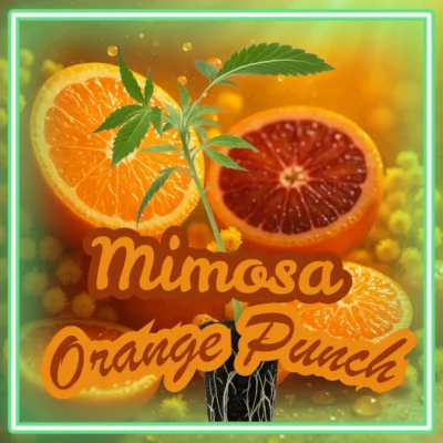Mimosa x Orange Punch