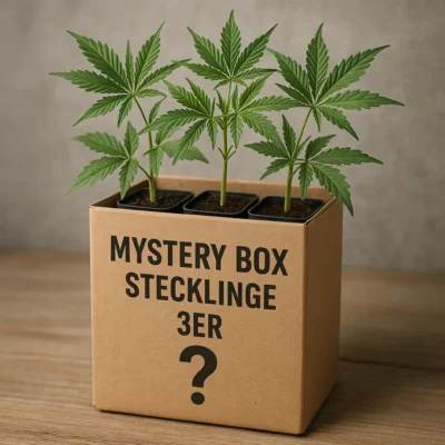 Mystery Box Stecklinge 3er
