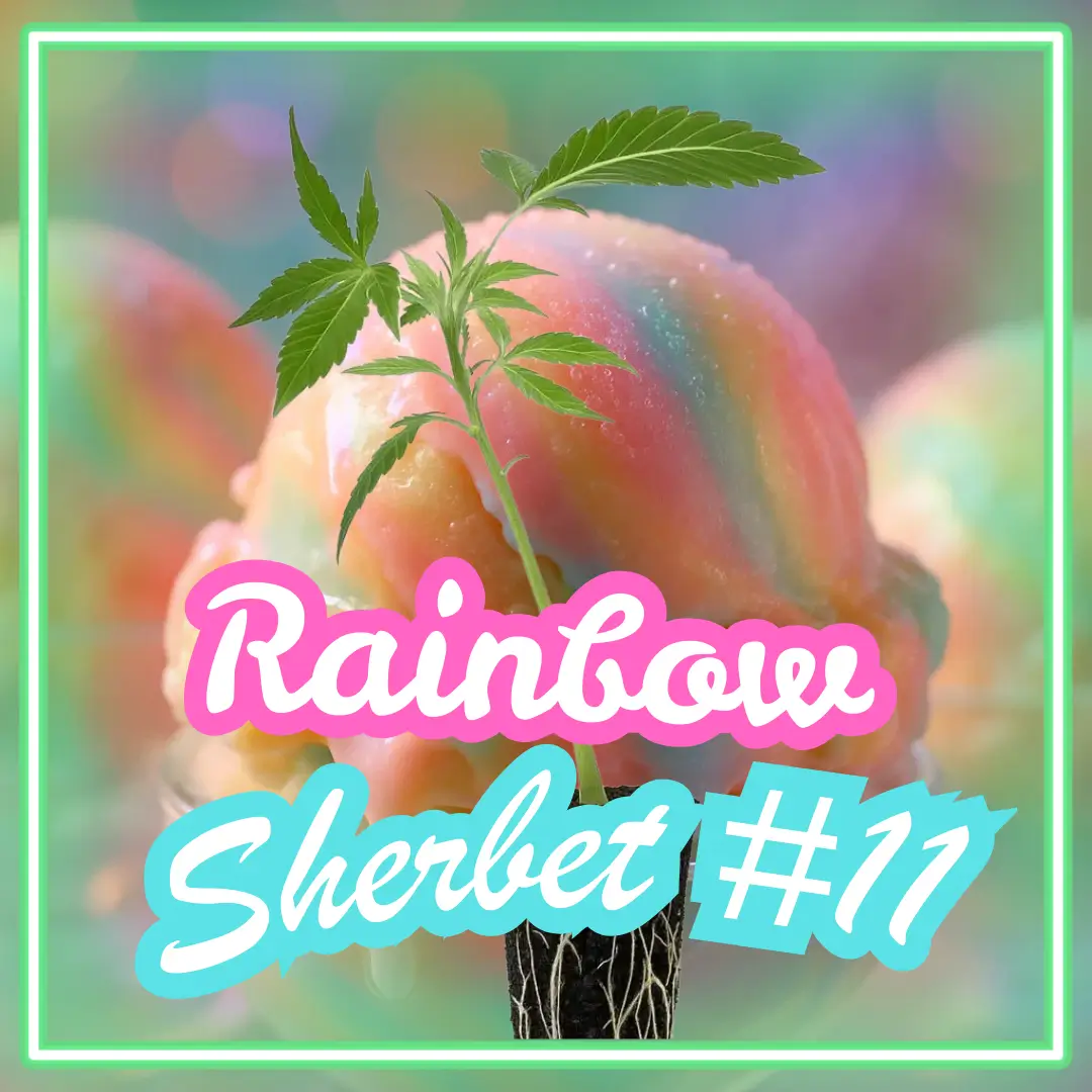 Rainbow Sherbet 11 Cannabis Stecklinge Hanfsteckling