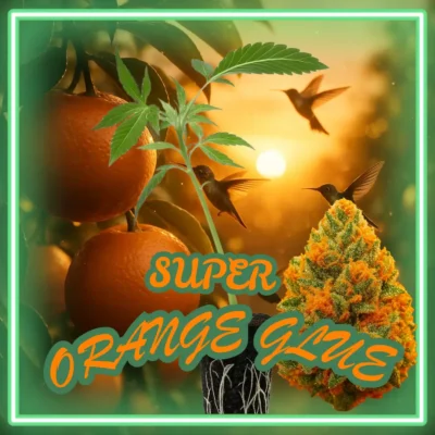 Super Orange Glue – 6 Stück