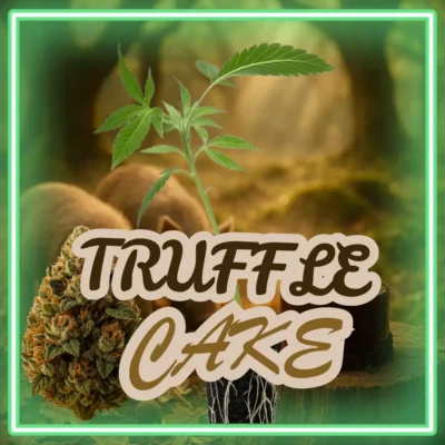 Truffle Cake – 6 Stück