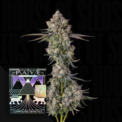 Compound Genetics Zhampagne 3er Pack