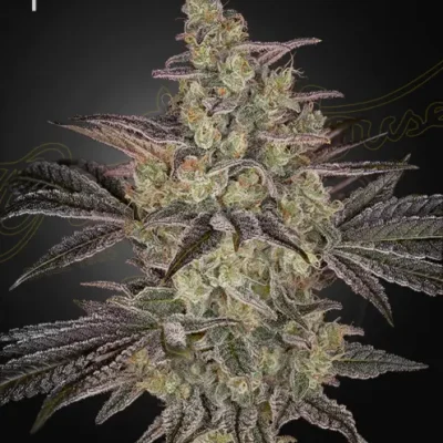 Green House Seed Co. Frosted Guava Auto 3er Pack