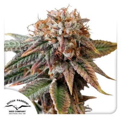 Dutch Passion Auto Kingston Punch – 3 Samen