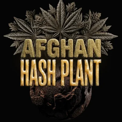Barneys Farm Afghan Hash Plant Auto 3er Packung