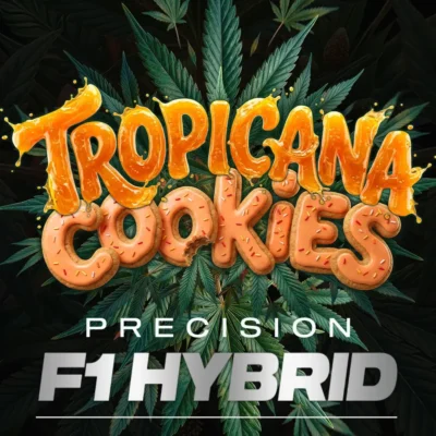 Barneys Farm Tropicana Cookies Auto 3er Packung