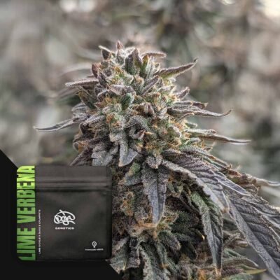 Doja Lime Verbena – 3 Stück