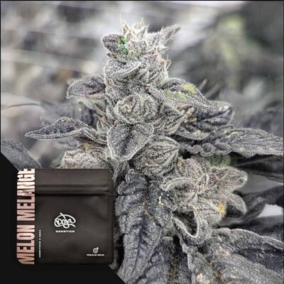 Doja Melon Melange – 3 Stück