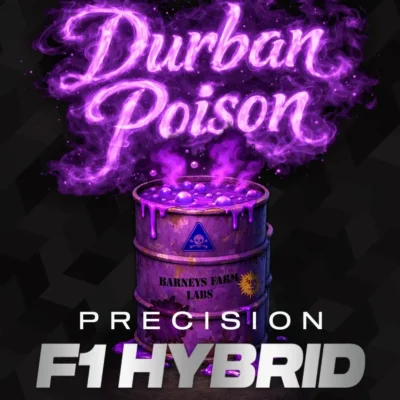 Barneys Farm Durban Poison F1 3er Packung