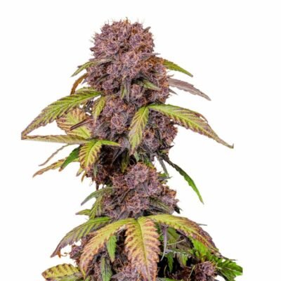 Fast Buds Lemon Cherry Cookies Auto 3er Pack