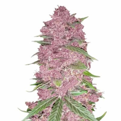 Fast Buds Purple Lemonade Auto 3er Pack