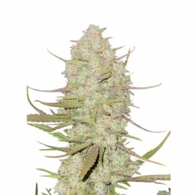Fast Buds Tropicana Cookies Auto 3er Pack