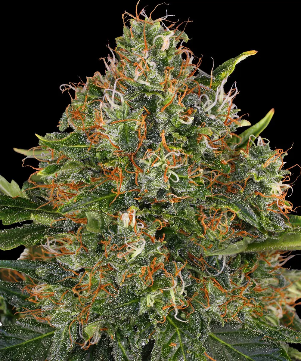 Barneys Farm G13 Haze Regular 5er Packung – Bild 2