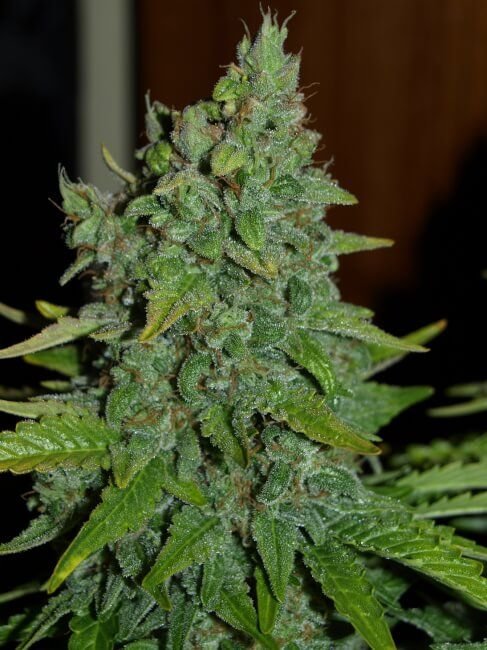 Hanfjack Seeds Blueberry Fast - 3 Seeds – Bild 2