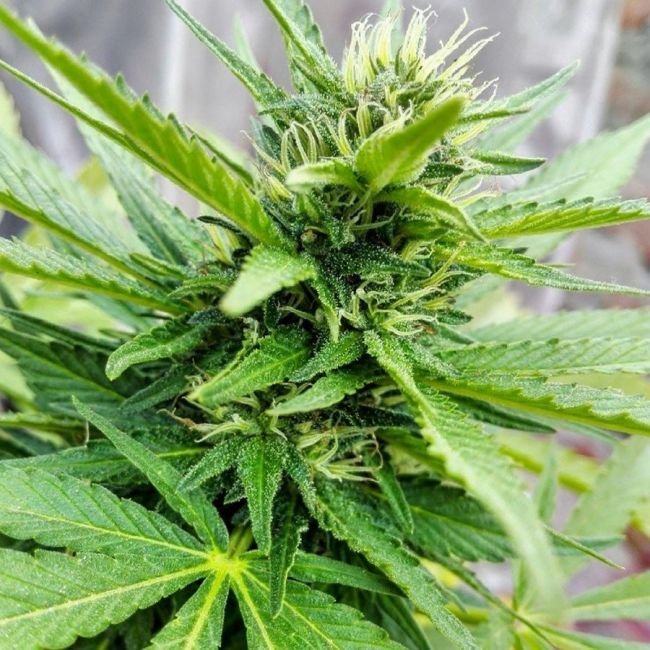 Hanfjack Seeds Psycho Auto - 3 Seeds – Bild 2