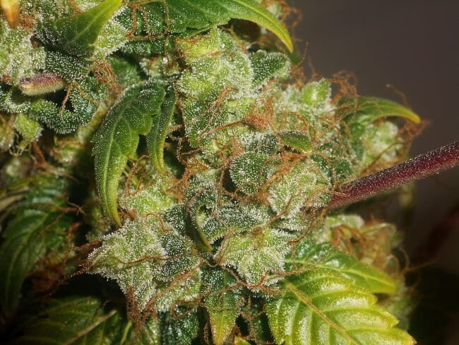 Hanfjack Seeds Psycho Feminised - 3 Seeds – Bild 3