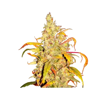 High4Life Frost Citrus Runtz Fast Flower – 3er Packung