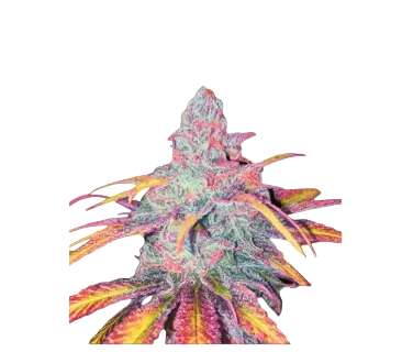 High4Life Tropical Dreams Fast Flower – 3er Packung