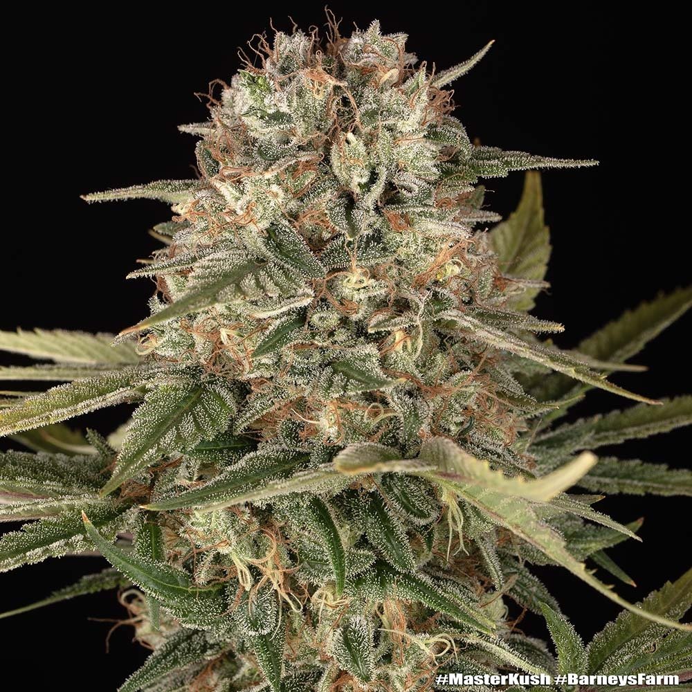 Barneys Farm Master Kush Regular 5er Packung – Bild 4