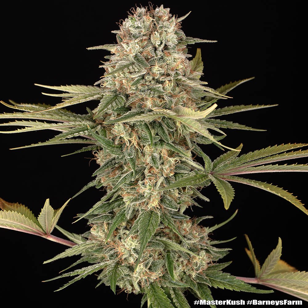 Barneys Farm Master Kush Regular 5er Packung – Bild 3