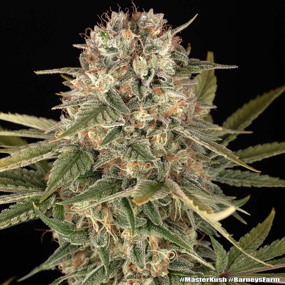 Barneys Farm Master Kush Regular 5er Packung – Bild 2