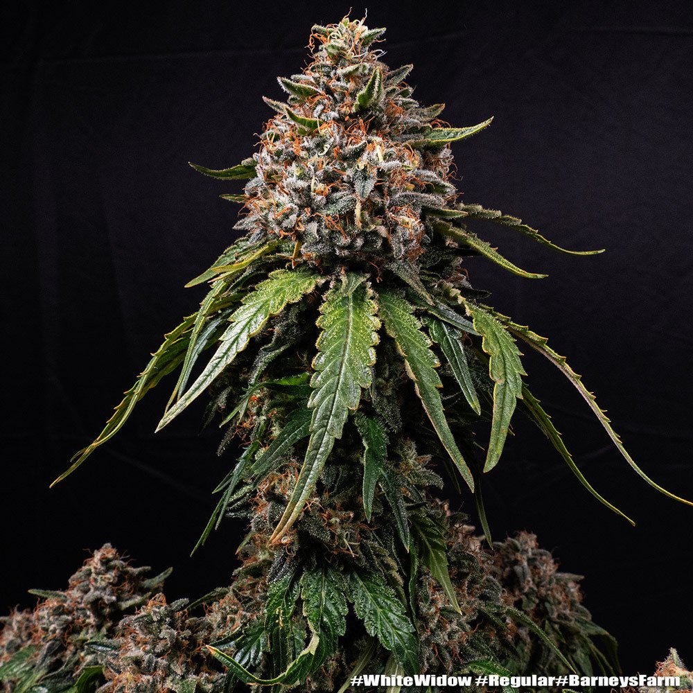 Barneys Farm White Widow Regular 5er Packung – Bild 2