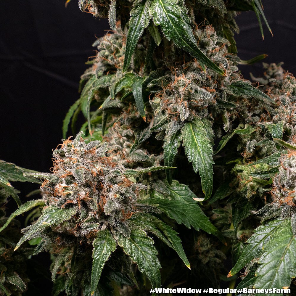 Barneys Farm White Widow Regular 5er Packung – Bild 3