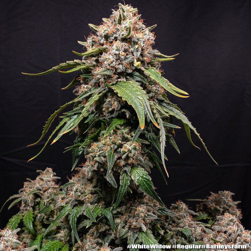 Barneys Farm White Widow Regular 5er Packung – Bild 4