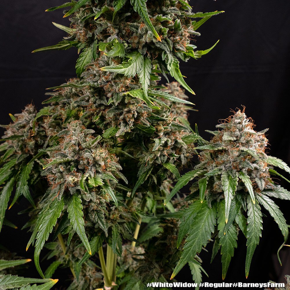 Barneys Farm White Widow Regular 5er Packung – Bild 5