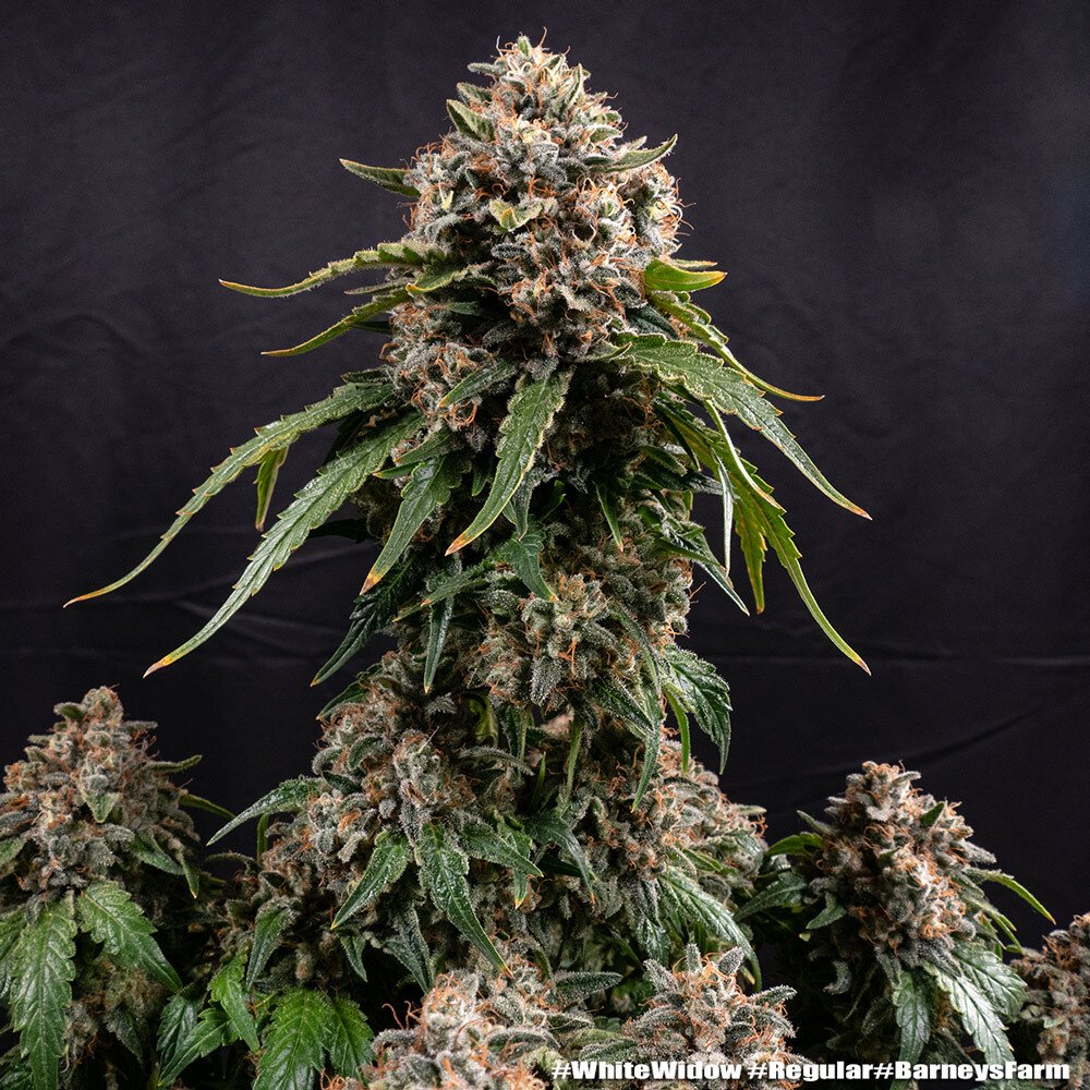 Barneys Farm White Widow Regular 5er Packung – Bild 6