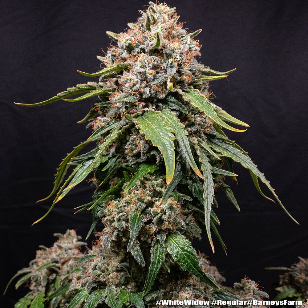 Barneys Farm White Widow Regular 5er Packung – Bild 7