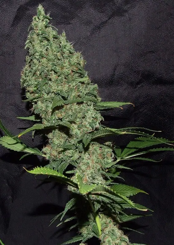 Dutch Passion White Widow X The Ultimate® – Bild 2