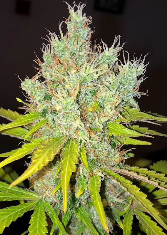 Dutch Passion White Widow X The Ultimate® – Bild 3