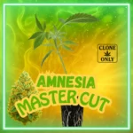 Amnesia Master Cut