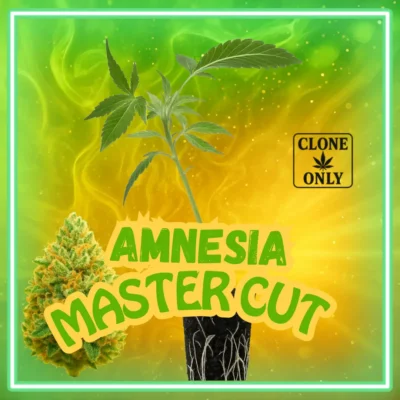 Amnesia Master Cut