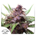 Dutch Passion Auto Blackberry Kush - 3 Samen