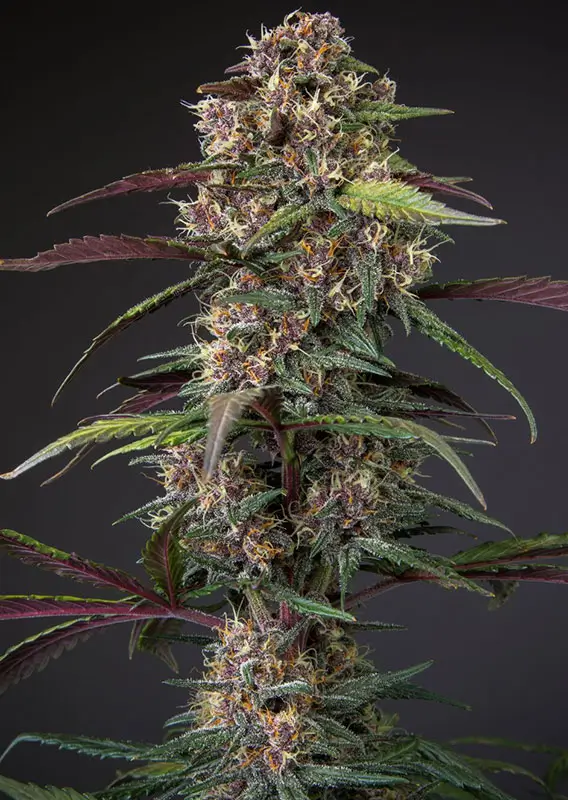 Dutch Passion Auto Blackberry Kush - 3 Samen – Bild 2