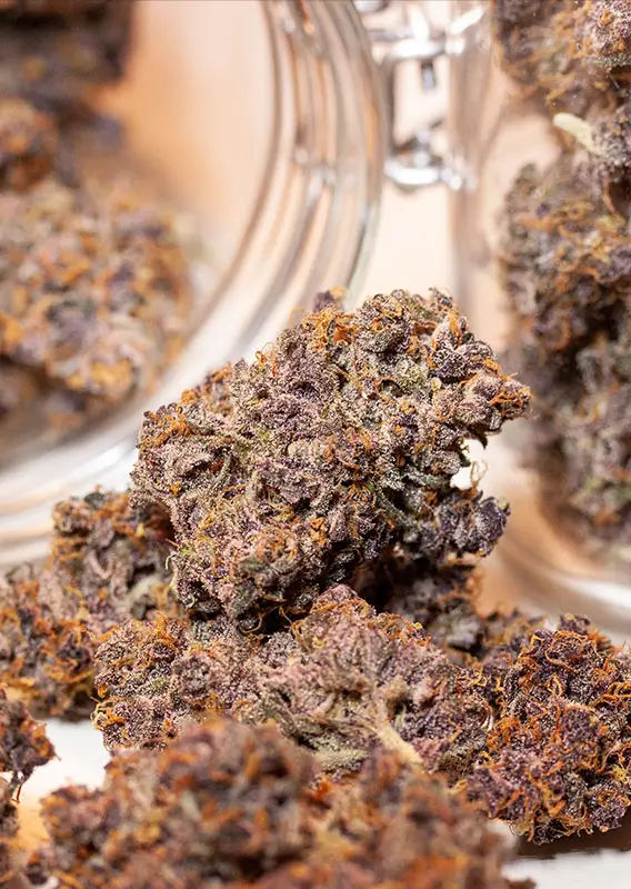 Dutch Passion Auto Blackberry Kush - 3 Samen – Bild 3