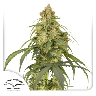 Dutch Passion Auto CBD-Victory – 3 Samen