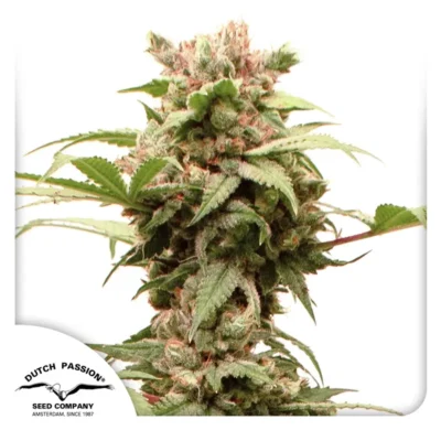 Dutch Passion Auto CBG-Force – 3 Samen