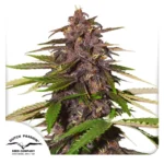 Dutch Passion Auto Forbidden Cherry - 3 Samen
